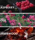 Amber Raspberry - Image 4