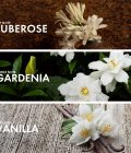 Gardenia Vanilla - Image 4