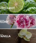 Bergamot Peony - Image 4