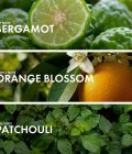 Citrus Orange Blossom - Image 4