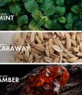 Mint Caraway - Image 4