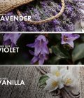 Violet Vanilla - Image 4