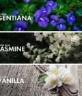 Jasmine Vanilla - Image 4