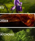 Iris Patchouli - Image 4