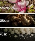 Powdery Magnolia - Image 4