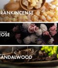 Rosy Frankincense - Image 4