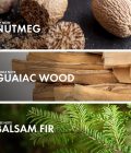 Woody Balsam Fir - Image 4