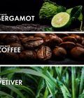 Bergamot Vetiver - Image 4