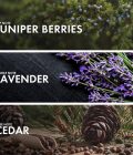 Juniper Cedar - Image 4