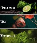 Rose Patchouli - Image 4