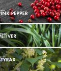 Vetiver Styrax - Image 4